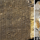 Illustration for article titled First Photos of China's 298-Million-Year-Old Buried Forest